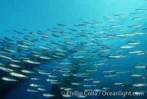 Jack mackerel schooling in kelp, Macrocystis pyrifera, Trachurus symmetricus, San Clemente Island