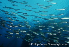 Jack mackerel schooling in kelp, Macrocystis pyrifera, Trachurus symmetricus, San Clemente Island