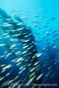 Jack mackerel and kelp, Macrocystis pyrifera, Trachurus symmetricus, San Clemente Island