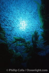 Jack mackerel and kelp, Macrocystis pyrifera, Trachurus symmetricus, San Clemente Island