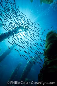 Jack mackerel schooling in kelp.