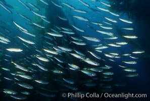 Jack mackerel schooling in kelp. San Clemente Island, California, USA, Macrocystis pyrifera, Trachurus symmetricus, natural history stock photograph, photo id 01021