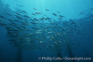 Jack mackerel schooling in kelp, Macrocystis pyrifera, Trachurus symmetricus, San Clemente Island