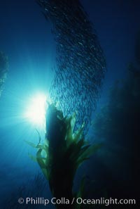 Jack mackerel and kelp, Macrocystis pyrifera, Trachurus symmetricus, San Clemente Island