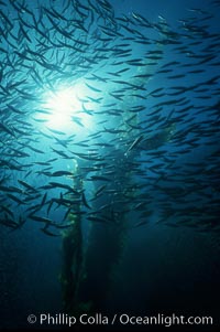 Jack mackerel and kelp. San Clemente Island, California, USA, Macrocystis pyrifera, Trachurus symmetricus, natural history stock photograph, photo id 02744
