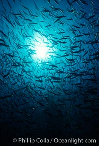 Jack mackerel and kelp, Macrocystis pyrifera, Trachurus symmetricus, San Clemente Island