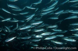 Jack mackerel, Trachurus symmetricus, Catalina Island