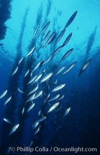 Jack mackerel. San Clemente Island, California, USA, Trachurus symmetricus, natural history stock photograph, photo id 03450