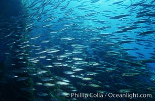 Jack mackerel, Trachurus symmetricus, San Clemente Island