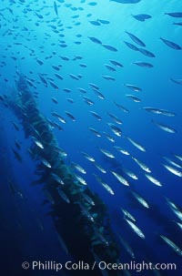 Jack mackerel, Trachurus symmetricus, San Clemente Island