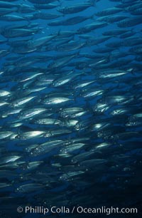 Jack mackerel, Trachurus symmetricus, San Clemente Island