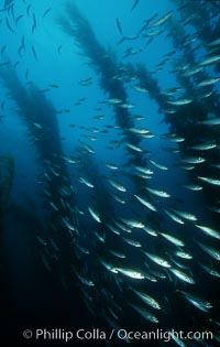 Jack mackerel schooling amid kelp forest, Macrocystis pyrifera, Trachurus symmetricus, San Clemente Island