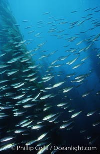 Jack mackerel schooling amid kelp forest, Macrocystis pyrifera, Trachurus symmetricus, San Clemente Island