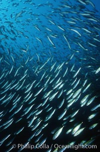 Jack mackerel schooling amid kelp forest, Macrocystis pyrifera, Trachurus symmetricus, San Clemente Island