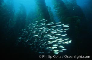 Jack mackerel schooling amid kelp forest, Macrocystis pyrifera, Trachurus symmetricus, San Clemente Island