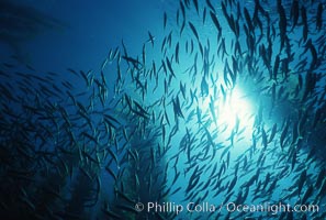 Jack mackerel schooling amid kelp forest, Macrocystis pyrifera, Trachurus symmetricus, San Clemente Island