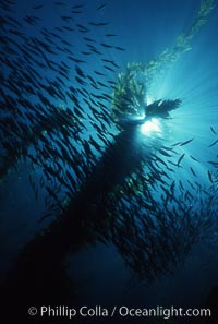 Jack mackerel schooling amid kelp forest, Macrocystis pyrifera, Trachurus symmetricus, San Clemente Island