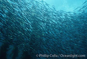 Jack mackerel schooling amid kelp forest, Macrocystis pyrifera, Trachurus symmetricus, San Clemente Island