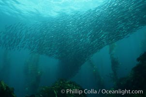 Jack mackerel schooling amid kelp forest, Macrocystis pyrifera, Trachurus symmetricus, San Clemente Island