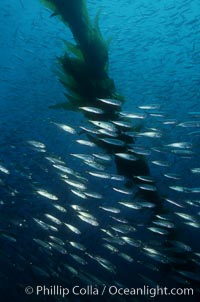 Jack mackerel schooling amid kelp forest, Macrocystis pyrifera, Trachurus symmetricus, San Clemente Island