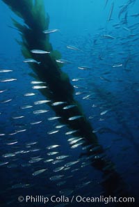 Jack mackerel schooling amid kelp forest, Macrocystis pyrifera, Trachurus symmetricus, San Clemente Island