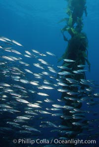 Jack mackerel schooling amid kelp forest, Macrocystis pyrifera, Trachurus symmetricus, San Clemente Island