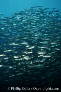 Jack mackerel schooling, Trachurus symmetricus, San Clemente Island