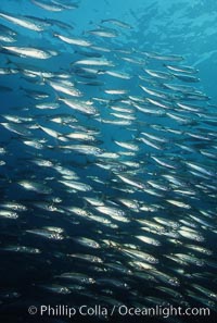 Jack mackerel schooling, Trachurus symmetricus, San Clemente Island