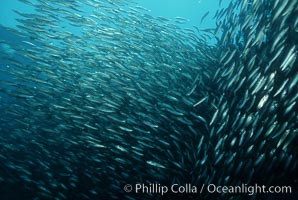 Jack mackerel schooling, Trachurus symmetricus, San Clemente Island