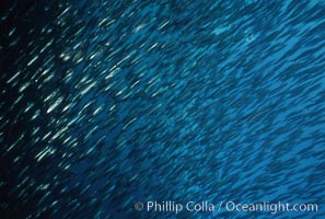 Jack mackerel schooling. San Clemente Island, California, USA, Trachurus symmetricus, natural history stock photograph, photo id 05126