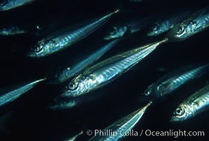 Jack mackerel schooling, Trachurus symmetricus, San Clemente Island