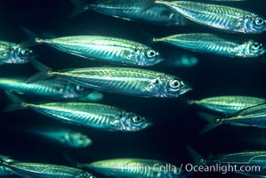 Jack mackerel schooling, Trachurus symmetricus, San Clemente Island