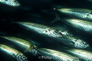 Jack mackerel schooling, Trachurus symmetricus, San Clemente Island