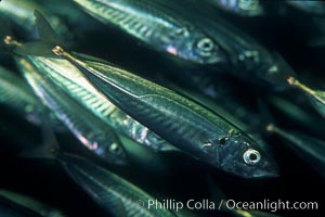 Jack mackerel schooling, Trachurus symmetricus, San Clemente Island