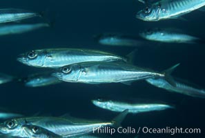 Jack mackerel schooling, Trachurus symmetricus, San Clemente Island