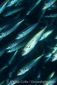 Jack mackerel schooling, Trachurus symmetricus, San Clemente Island