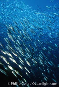 Jack mackerel schooling, Trachurus symmetricus, San Clemente Island