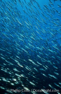 Jack mackerel schooling amid kelp forest, Macrocystis pyrifera, Trachurus symmetricus, San Clemente Island