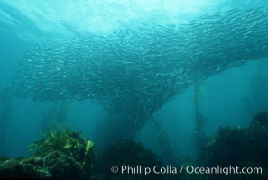 Jack mackerel schooling amid kelp forest, Macrocystis pyrifera, Trachurus symmetricus, San Clemente Island