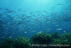 Jack mackerel schooling amid kelp forest, Macrocystis pyrifera, Trachurus symmetricus, San Clemente Island