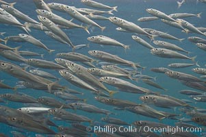 Jack mackerel schooling, Trachurus symmetricus, San Clemente Island