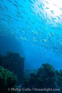 Jack mackerel schooling.  Summer, Trachurus symmetricus, Guadalupe Island (Isla Guadalupe)