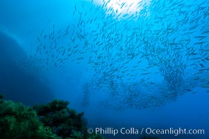 Jack mackerel schooling.  Summer, Trachurus symmetricus, Guadalupe Island (Isla Guadalupe)