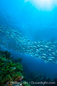 Jack mackerel schooling.  Summer, Trachurus symmetricus, Guadalupe Island (Isla Guadalupe)