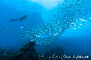 Jack mackerel schooling around a diver.  Summer. Guadalupe Island (Isla Guadalupe), Baja California, Mexico, Trachurus symmetricus, natural history stock photograph, photo id 09635