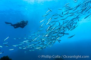 Jack mackerel schooling around a diver.  Summer, Trachurus symmetricus, Guadalupe Island (Isla Guadalupe)