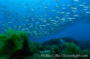 Jack mackerel schooling.  Summer, Trachurus symmetricus, Guadalupe Island (Isla Guadalupe)