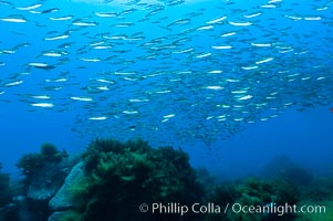 Jack mackerel schooling.  Summer, Trachurus symmetricus, Guadalupe Island (Isla Guadalupe)