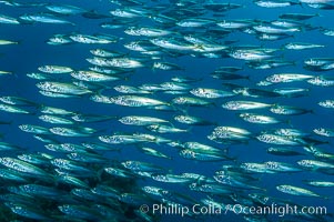 Jack mackerel schooling.  Summer, Trachurus symmetricus, Guadalupe Island (Isla Guadalupe)