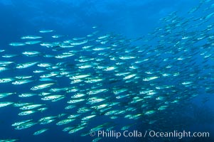 Jack mackerel schooling.  Summer, Trachurus symmetricus, Guadalupe Island (Isla Guadalupe)